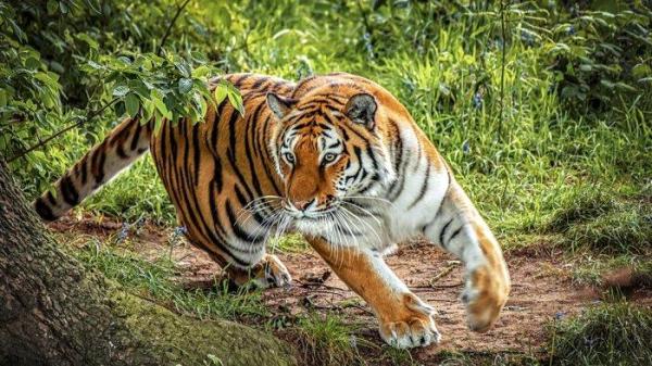 Ilustrasi Harimau