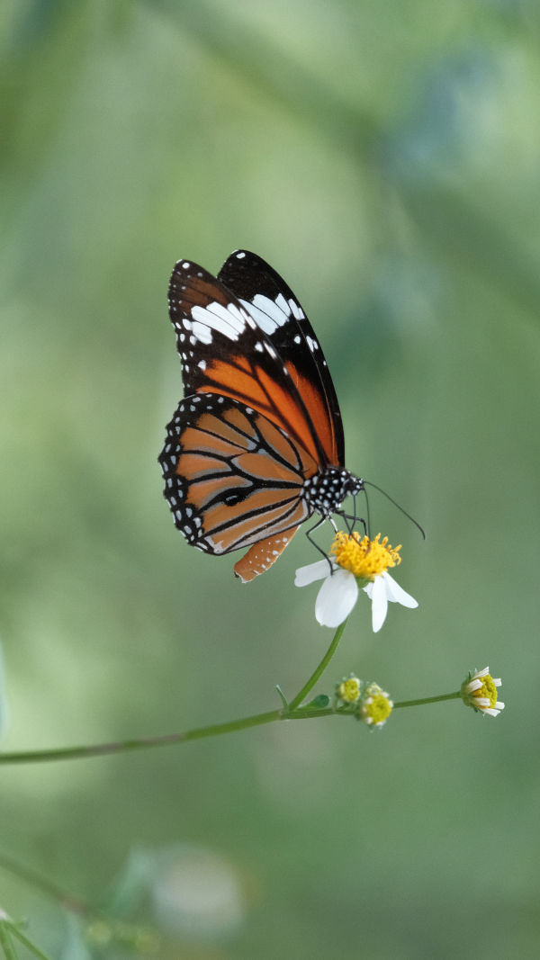 The Common Tiger Butterfly