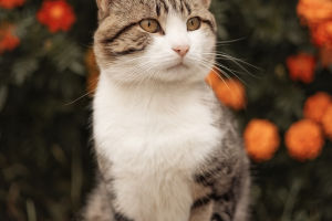 Decoding the Feline Code