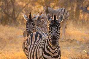 Stripes Beyond Control