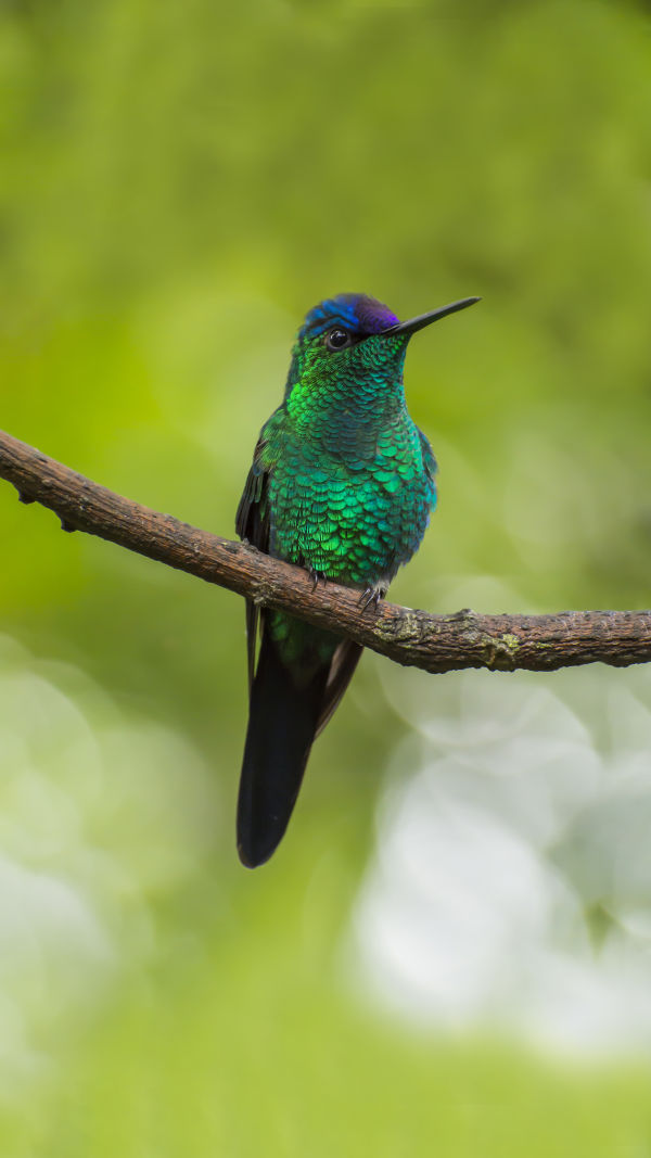 Marvelous Hummingbirds