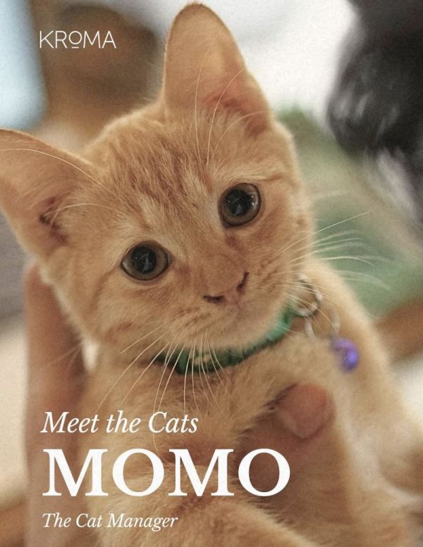 Di 5 Kafe Ini Bisa Makan Enak Sekaligus Main Bareng Kucing