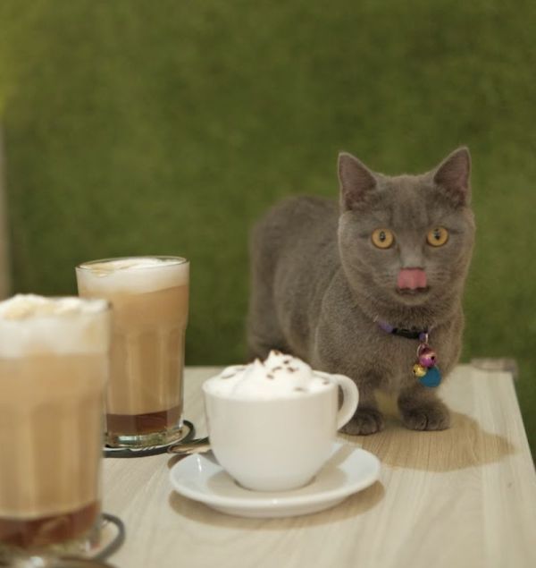 Di 5 Kafe Ini Bisa Makan Enak Sekaligus Main Bareng Kucing