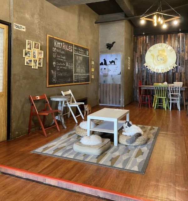 Di 5 Kafe Ini Bisa Makan Enak Sekaligus Main Bareng Kucing