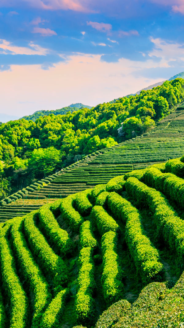 Tea and Travel