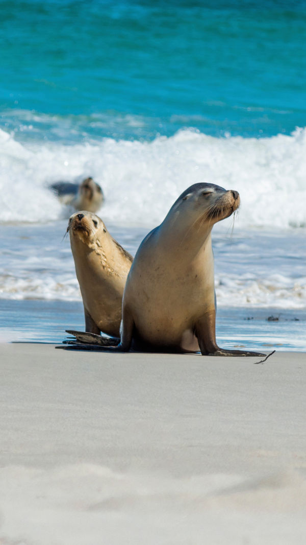 The World of Sea Lions