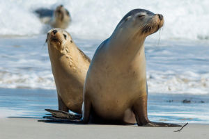 The World of Sea Lions