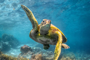 10 Facts of Sea Turtles