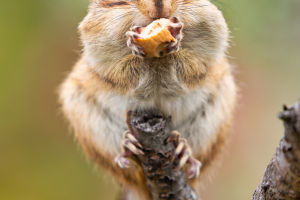Squirrels vs. Chipmunks