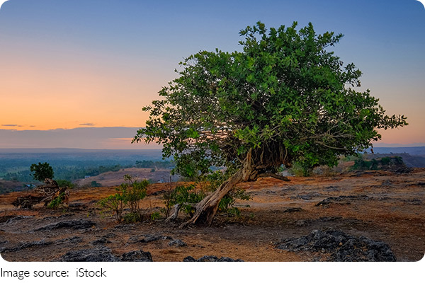Raw Horizons of Sumba