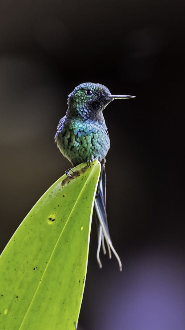 Nature's Tiny Wonders