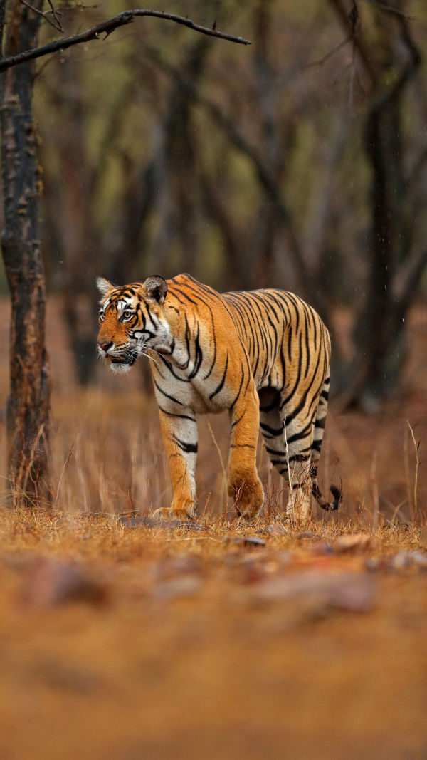 The Plight of Bengal Tigers