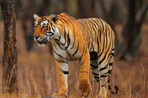 The Plight of Bengal Tigers