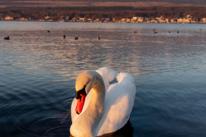 Graceful Swan Secrets