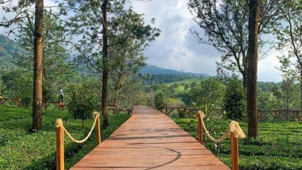 Tea Bridge Gunung Mas merupakan tempat wisata Bogor yang menawarkan suasana yang asri dan menyegarkan.