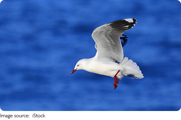 Gaivotas Comuns