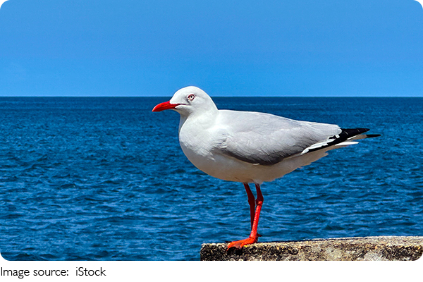 Gaivotas Comuns