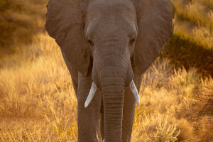 The Blind Spots of Giants
