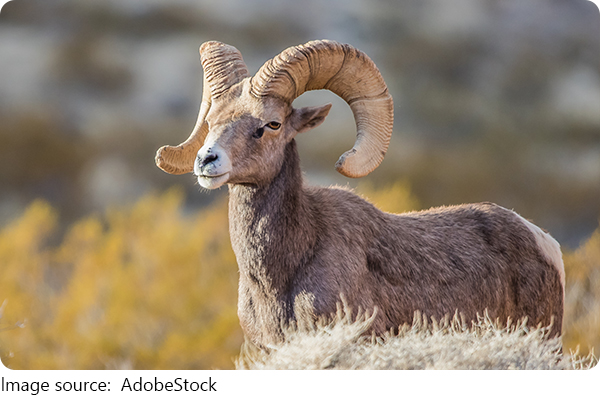 Mouflons d’Amérique