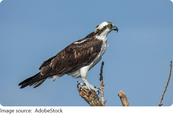Ospreys Return to England