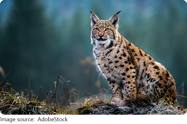 Fakten zum Rotluchs