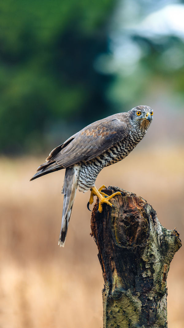 Goshawk Secrets Revealed