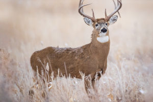 Whitetail Wonders
