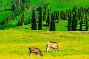Ranch Paradise
