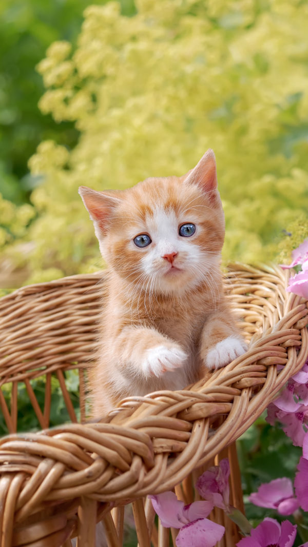Cat Behavior Insights