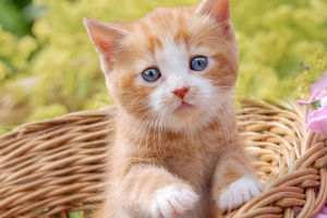 Cat Behavior Insights