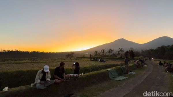 Nyarik Kopi di Jalan Subak Bangkyang Sidem, Desa Babahan, Kecamatan Penebel, Kabupaten Tabanan, Bali, Minggu (14/7/2024. (I Nyoman Adhisthaya Sawitra/detikBali)