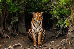 Sundarban: A Mangrove Forest