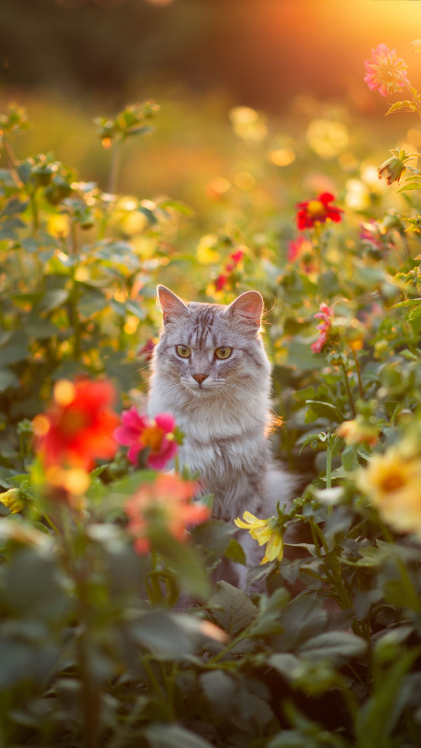 Through Feline Eyes