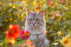 Through Feline Eyes