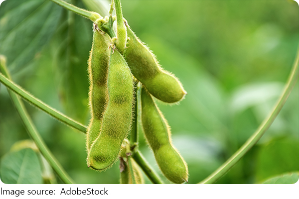 Superfood Edamame