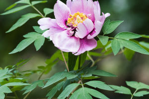 Peony: Flower of Fortune