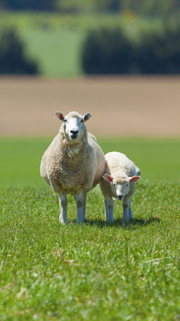 The Smart Sheep