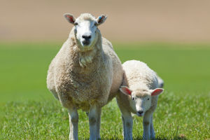 The Smart Sheep