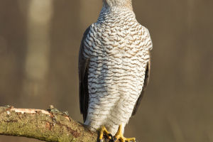 Nature's Precision Hunter