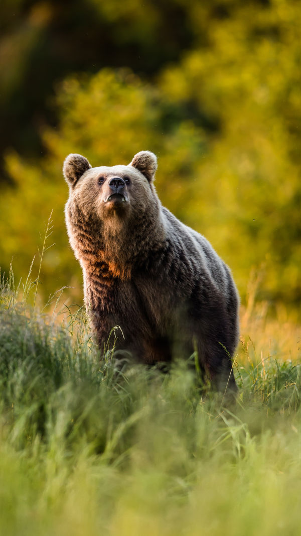 Grizzlies: Earth's Titans
