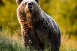 Grizzlies: Earth's Titans