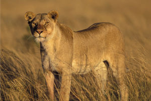 Lions' Daily Slumber