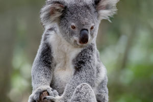 Inside Koala's Life