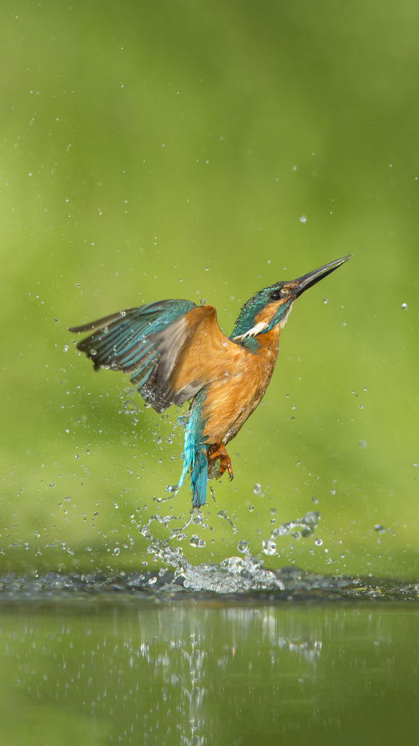Nature's Vibrant Jewel