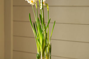 Nature’s Spring Heralds