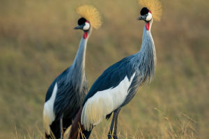 Crown Jewel of Cranes