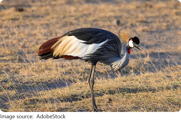 Fakta Burung Mahkota Emas