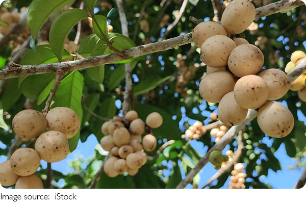 Exotic Fruits