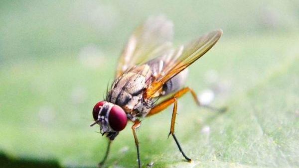 Ilustrasi lalat pasir