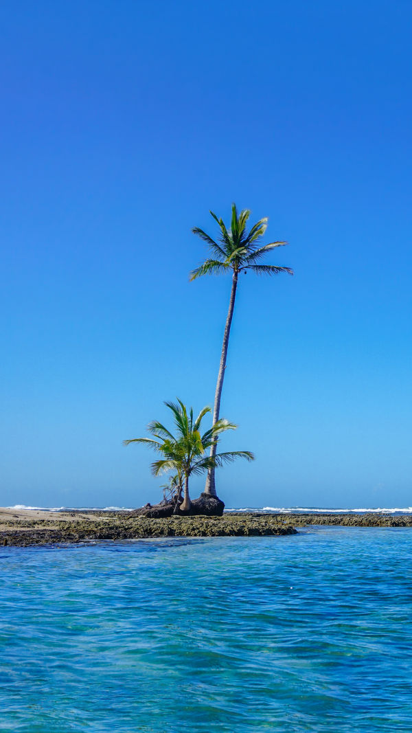 Tropical Treasure